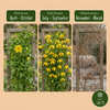 Gold-Waldrebe – Clematis tangutica – Ansicht 4