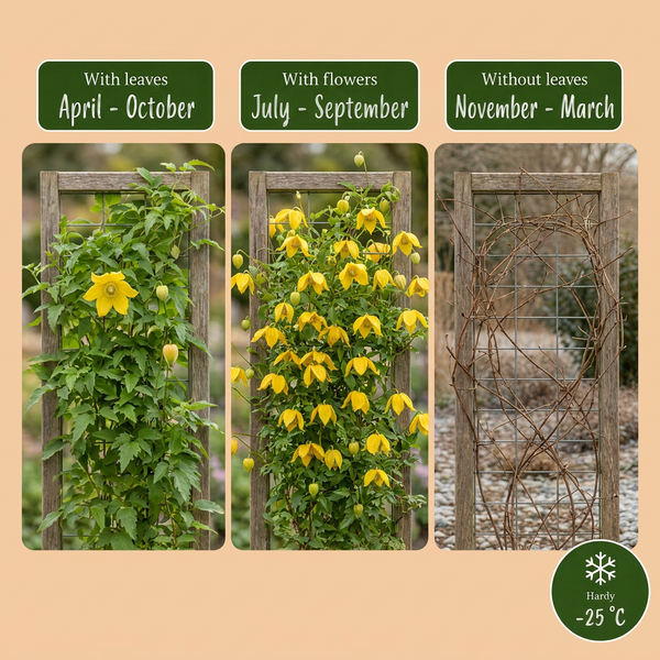 Gold-Waldrebe – Clematis tangutica – Ansicht 4