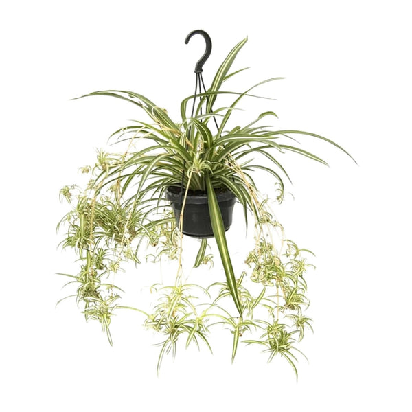 Grünlilie ‚Variegatum' – Chlorophytum comosum