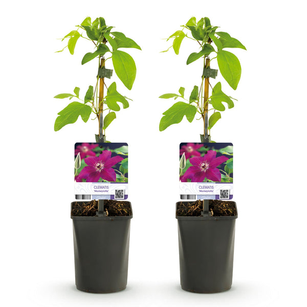 Waldrebe ‚Westerplatte' – Clematis – Ansicht 2