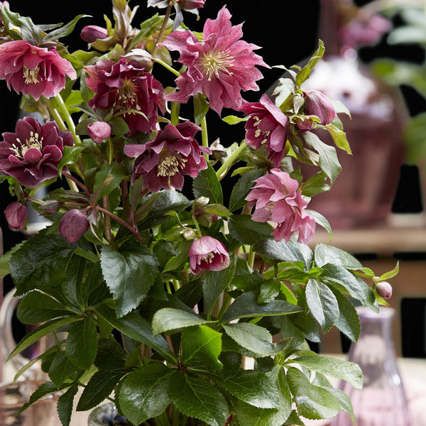 Lenzrose ‚Double Ellen Red' – Helleborus orientalis – Ansicht 5