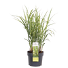 Chinaschilf ‚Strictus' – Miscanthus sinensis – Ansicht 2