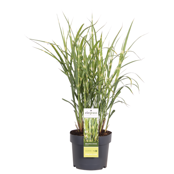 Chinaschilf ‚Strictus' – Miscanthus sinensis – Ansicht 2