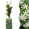 Sternjasmin – Trachelospermum jasminoides