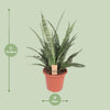 Bogenhanf ‚Diamond Green' – Sansevieria – Ansicht 2