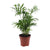 Bergpalme – Chamaedorea elegans
