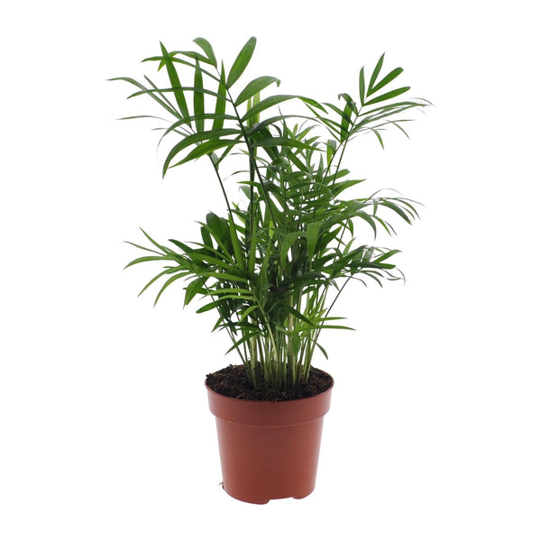 Bergpalme – Chamaedorea elegans