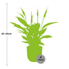 Einblatt ‚Torelli' – Spathiphyllum – Ansicht 3