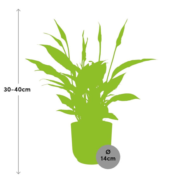 Einblatt ‚Torelli' – Spathiphyllum – Ansicht 3