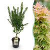 Japanischer Ahorn ‚Koto Hime' – Acer palmatum