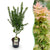 Japanischer Ahorn ‚Koto Hime' – Acer palmatum