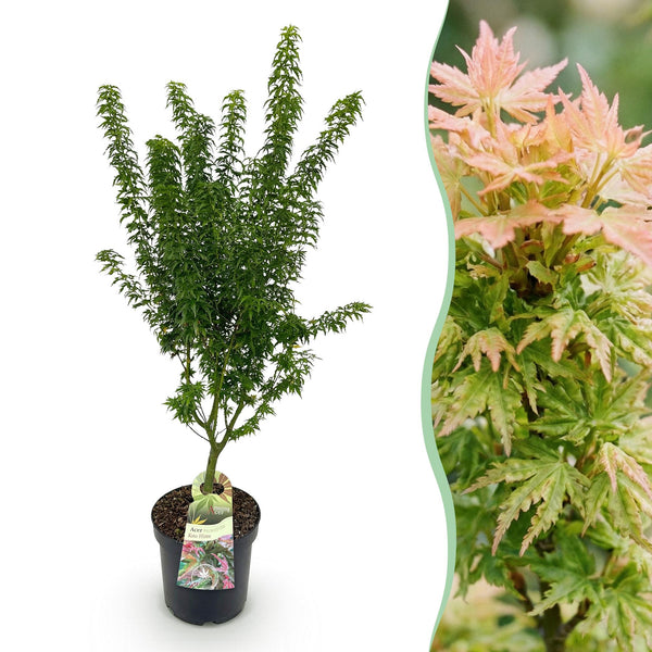 Japanischer Ahorn ‚Koto Hime' – Acer palmatum