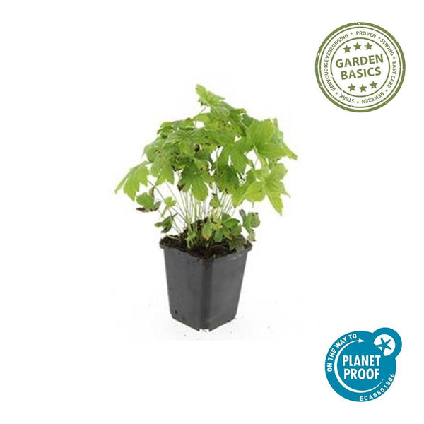 Knotiger Storchschnabel – Geranium nodosum – Ansicht 2