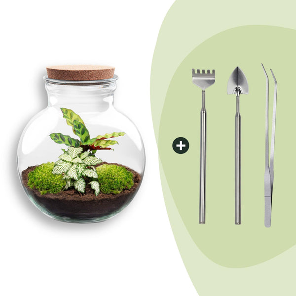 Flaschengarten-Set „Teddy" – DIY-Terrarium mit Licht