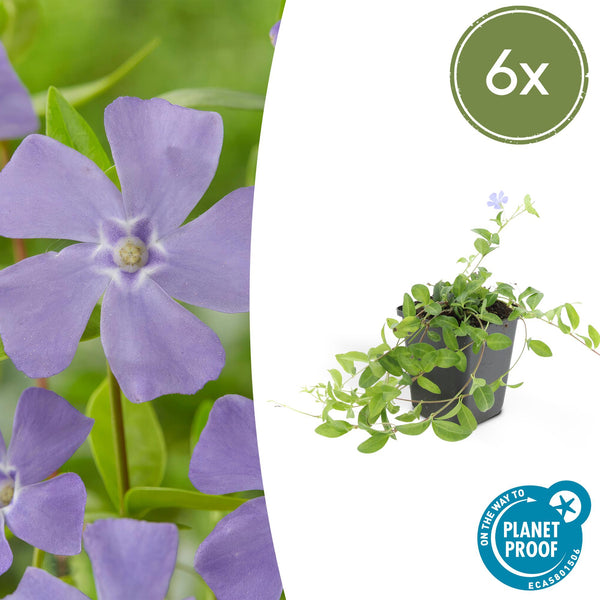 Kleines Immergrün ‚La Grave' – Vinca minor – 6 Stück