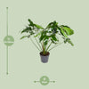 Baumfreund ‚Green Wonder' – Philodendron – Ansicht 2