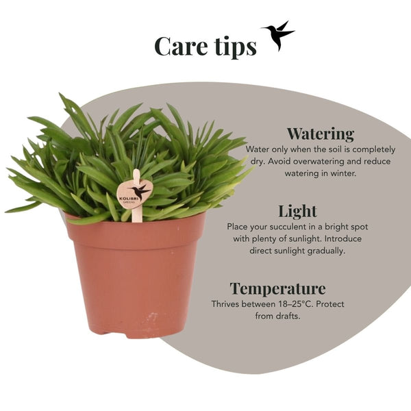 Peperomia ferreyrae ‚Happy Bean' – Ansicht 9