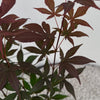 Fächerahorn ‚Atropurpureum' – Acer palmatum – Ansicht 4