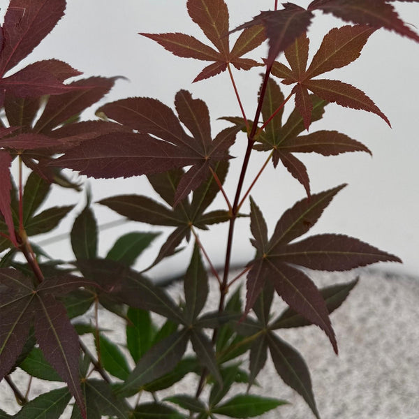 Fächerahorn ‚Atropurpureum' – Acer palmatum – Ansicht 4