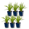 Prachtscharte Duo-Mix – Liatris spicata – Ansicht 2
