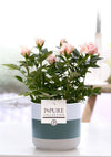 Rose – Rosa – Keramiktopf Lauren, Hellrosa