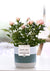 Rose – Rosa – Keramiktopf Lauren, Hellrosa