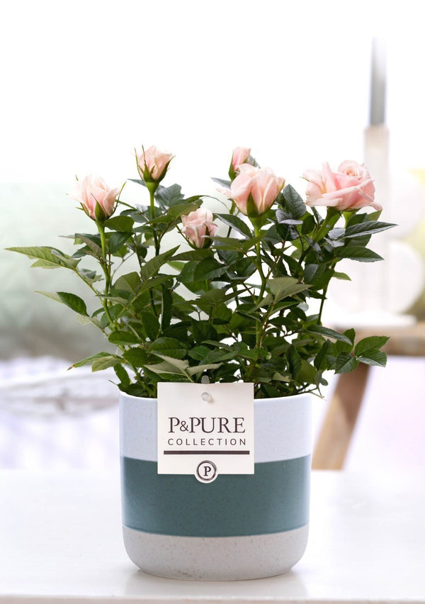 Rose – Rosa – Keramiktopf Lauren, Hellrosa