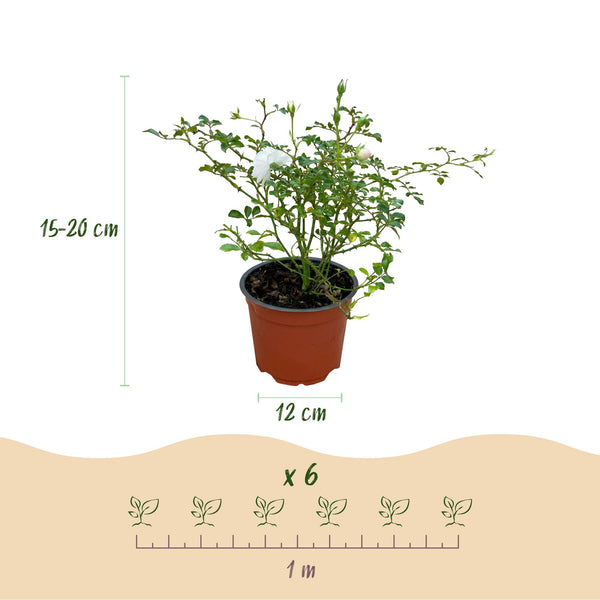 Rose ‚White Fairy' – Rosa – Ansicht 3
