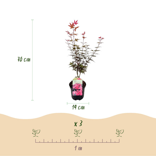 Japanischer Ahorn ‚Skeeter's Broom' – Acer palmatum – Ansicht 3