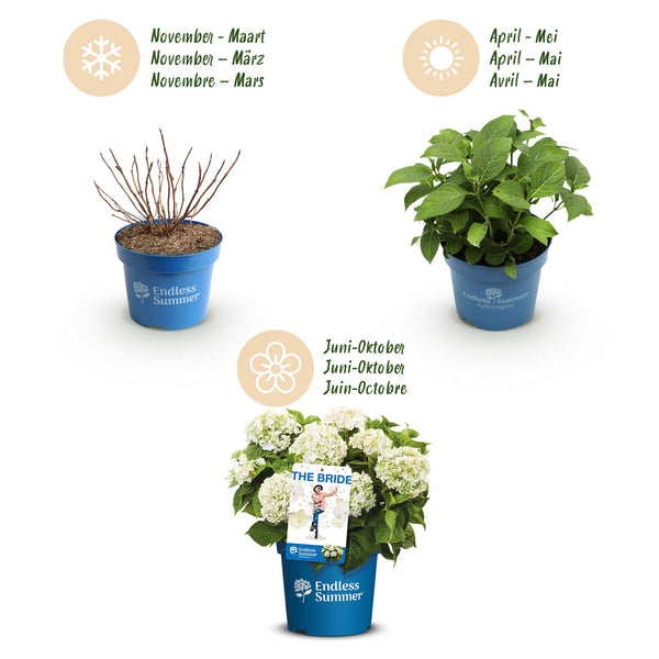 Hortensien-Set „Endless Summer" – Blau, Rosa und Weiß – Ansicht 4