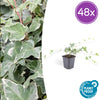 Efeu ‚Glacier' – Hedera helix