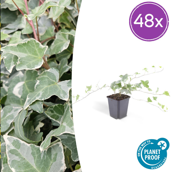 Efeu ‚Glacier' – Hedera helix