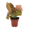 Purpurtute ‚Neon' – Syngonium podophyllum