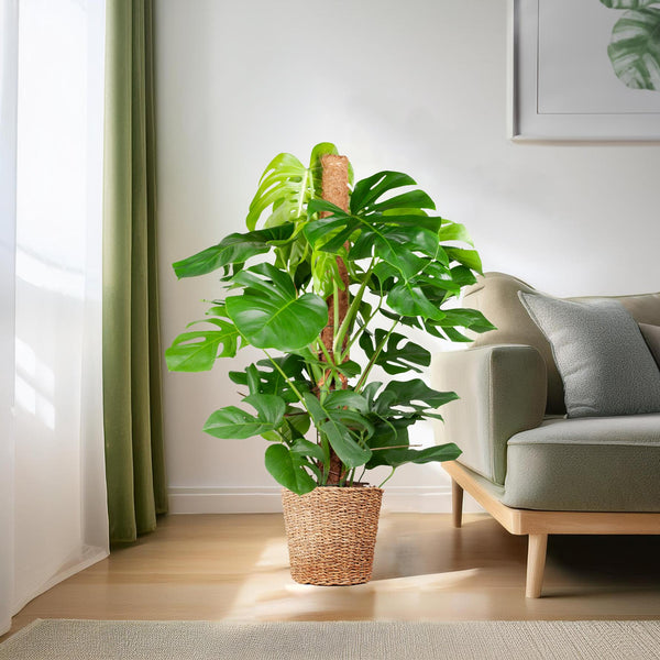 Fensterblatt – Monstera Deliciosa XL – ↕ 120 cm – Ø 24 cm | Torun-Korb