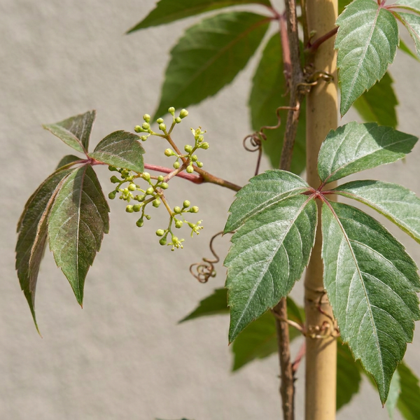 Chinesischer Wilder Wein – Parthenocissus henryana – Ansicht 3