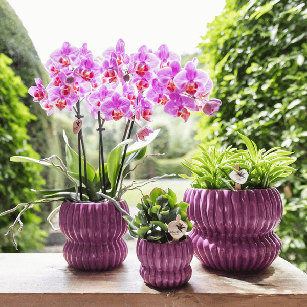 Schmetterlingsorchidee ‚Mineral Switzerland' – Phalaenopsis – Ansicht 4