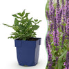 Steppensalbei ‚Sensation Deep Pink' – Salvia nemorosa