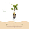 Kiwi ‚Weiki & Golden Kiwi' – Actinidia arguta – Ansicht 3