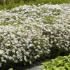 Ageratum-Aster ‚Ashvi' – Aster ageratoides – Ansicht 6