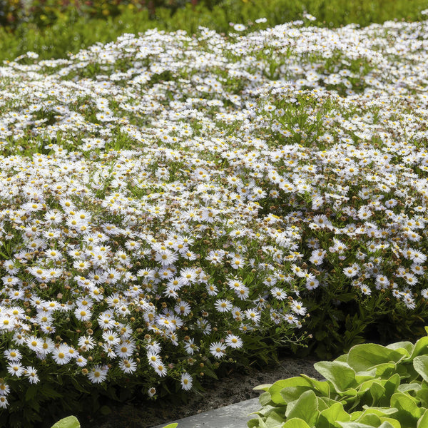 Ageratum-Aster ‚Ashvi' – Aster ageratoides – Ansicht 6