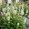 Heilziest ‚Alba' – Stachys officinalis – Ansicht 5
