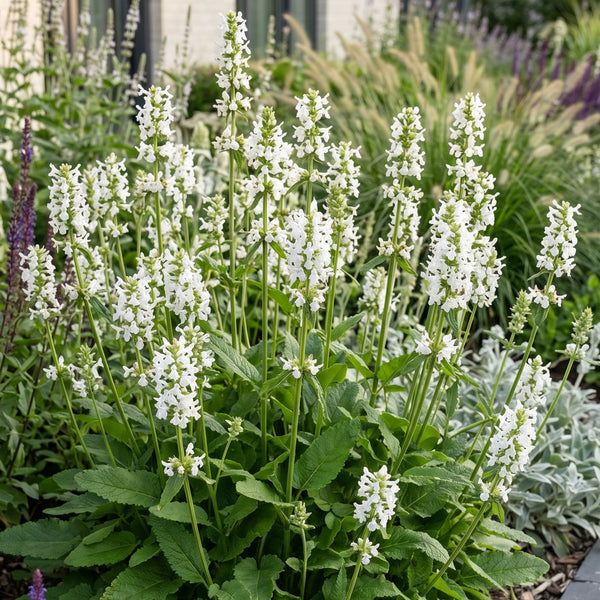 Heilziest ‚Alba' – Stachys officinalis – Ansicht 5