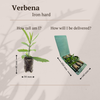 Eisenkraut – Verbena – Ansicht 3