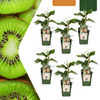 Kiwi – Actinidia deliciosa