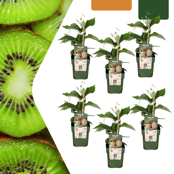 Kiwi – Actinidia deliciosa