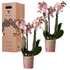 Schmetterlingsorchidee Überraschungsbox einfarbig – Phalaenopsis