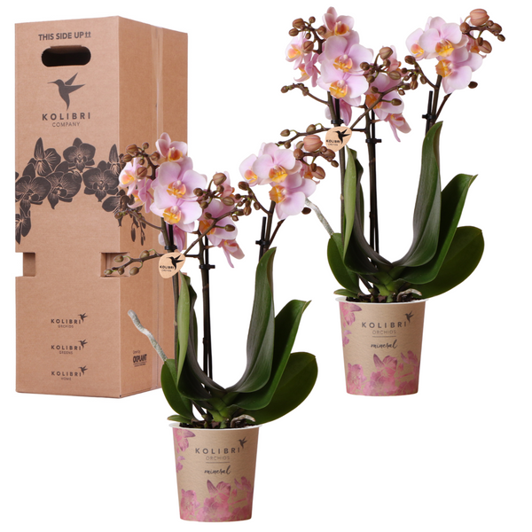 Schmetterlingsorchidee Überraschungsbox einfarbig – Phalaenopsis