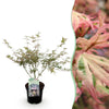 Japanischer Ahorn ‚Iyoshi' – Acer palmatum – 1 Stück