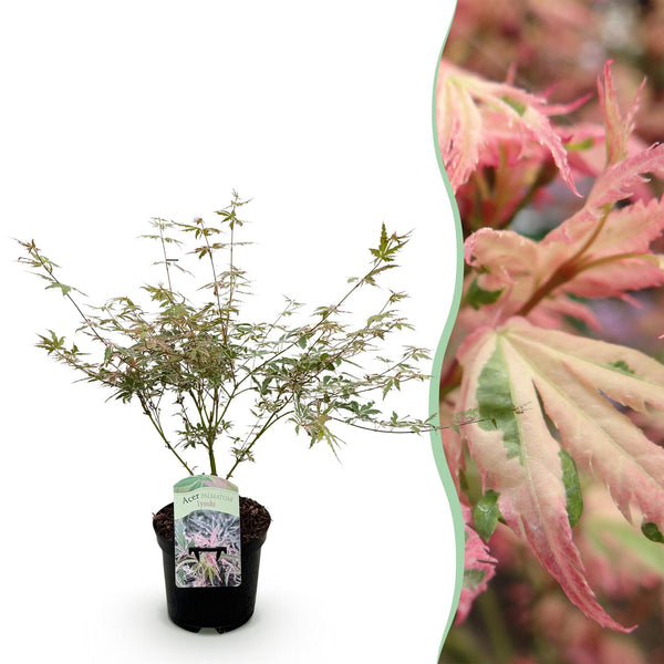 Japanischer Ahorn ‚Iyoshi' – Acer palmatum – 1 Stück