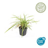 Japan-Segge ‚Aureovariegata' – Carex morrowii – Ansicht 4